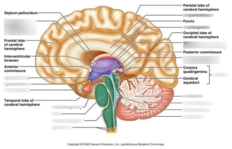 Midsagittal Section Brain Diagram | Quizlet