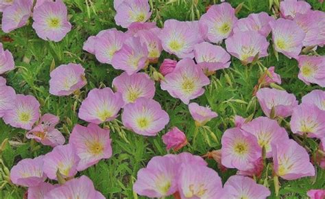 Pink Primrose Seeds, Evening Primrose, Heirloom Flower Perennial 100pcs ...