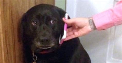 Sad Dog on the Phone | Know Your Meme