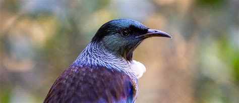 Tūī | New Zealand Bird Species | Auckland Zoo