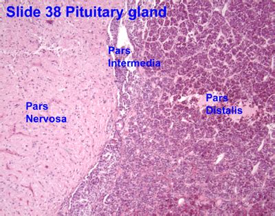 Hypothalamus And Pituitary Gland Histology