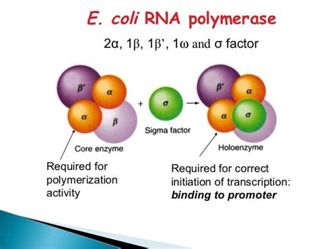 E.coli rna polymerase