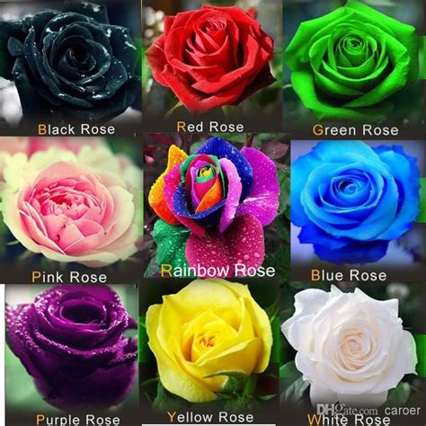 Rose Seeds Attract Color Romantic Seeds Package Home Garden Seeds ...