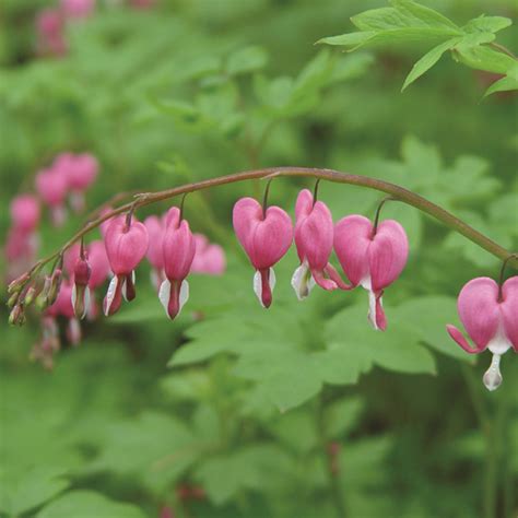 Dicentra spectabilis - Van Berkum Nursery