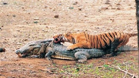 For more visit our website: http://mercilessnature.com/ Crocodile eats ...