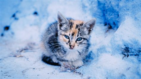 Cute Winter Cat Wallpapers - Wallpaper Cave