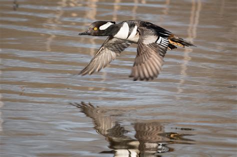 Hooded Merganser Flying Low Over Water — Todd Henson Photography