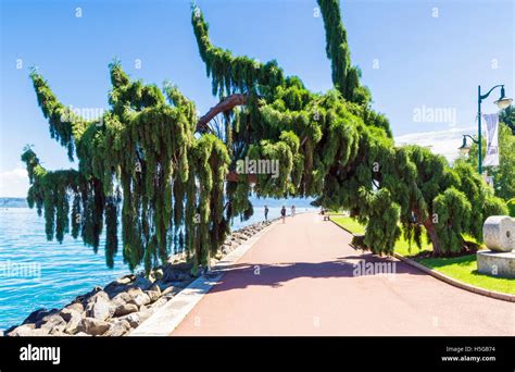 Weeping giant sequoia sequoiadendron giganteum hi-res stock photography ...