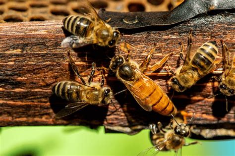 La importancia de las abejas - referencias