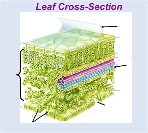 Gas exchange in plants Diagram | Quizlet