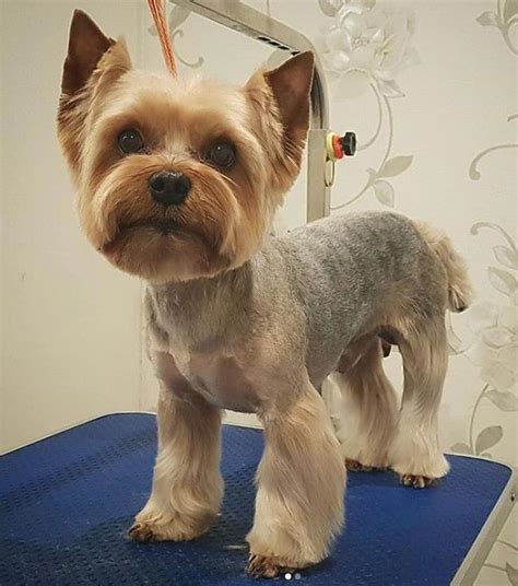 59 Best Yorkie Haircuts for Males and Females - The Paws Yorkie Puppy ...