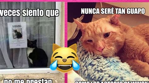 😺Poniéndole VOCES a MEMES de GATOS!! // Adry y sus DivertiCats - YouTube