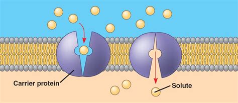 facilitated_diffusion-carrier.html 07_15FacilitatedDiffusionB.jpg