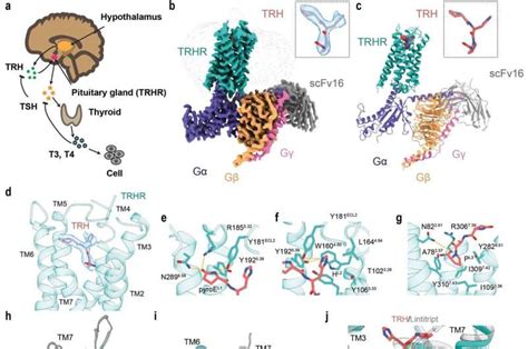 Researchers reveal activation mechanism of thyrotropin-releasing ...