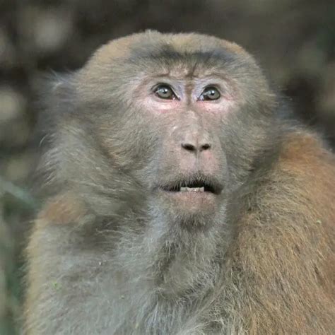 Assam macaque - Facts, Diet, Habitat & Pictures on Animalia.bio