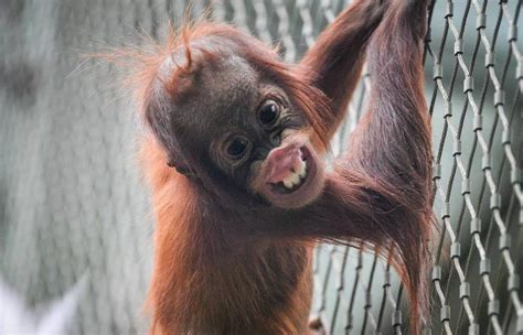 LOOK: Chester Zoo studies orangutan dental health to protect wild ...