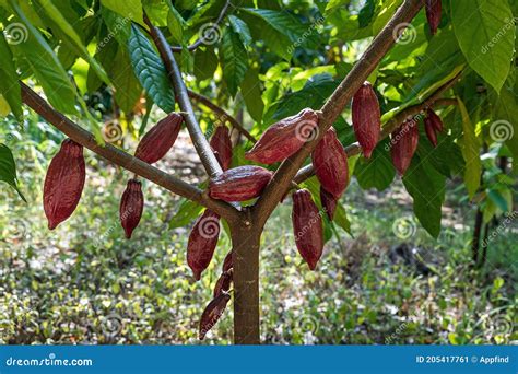 3,244 Cocoa Beans Tree Photos - Free & Royalty-Free Stock Photos from ...