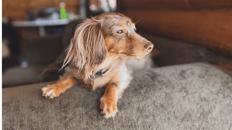 Isabella Dachshund: A Comprehensive Guide to the Rarest Doxie Color ...