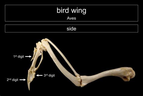 Bird Wing Bone Anatomy