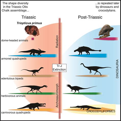 New Species of Ancient Texas Reptile Offers Clues to Evolution of ...