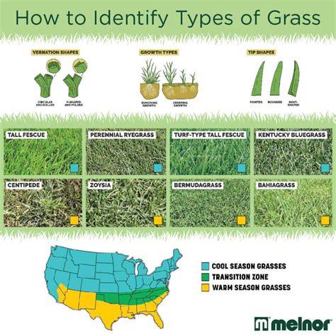 Types Of Lawn Grass: Identification Guide To Sod Types, 51% OFF