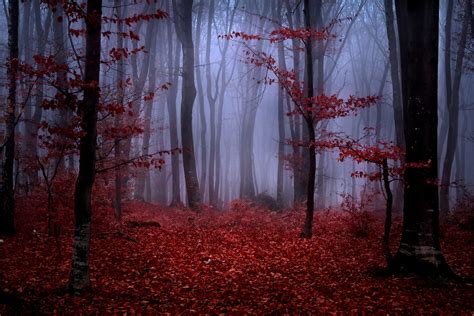 🔥 Download Red Forest Wallpaper HD by @wendyweeks | Red Forest ...