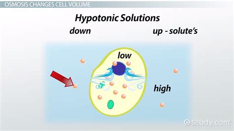 Osmosis Definition, Diagram & Examples - Lesson | Study.com