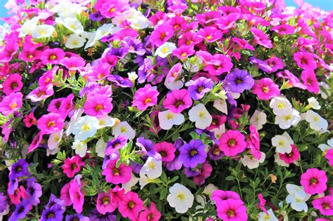 Million Bells (Calibrachoa) – Sammy's Plant World