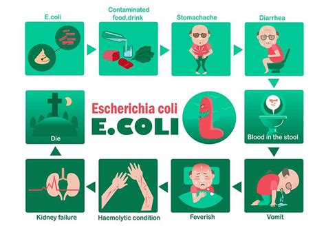 E. coli Symptoms; 14 Warning Signs & Symptoms of E. coli - Healthella ...