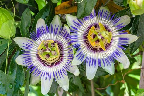 Passiflora caerulea (Blue Passion Flower)