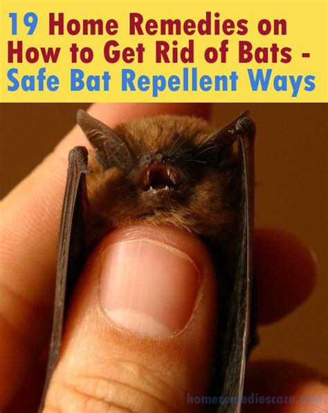 19 Home Remedies on How to Get Rid of Bats – Safe Bat Repellent Ways ...