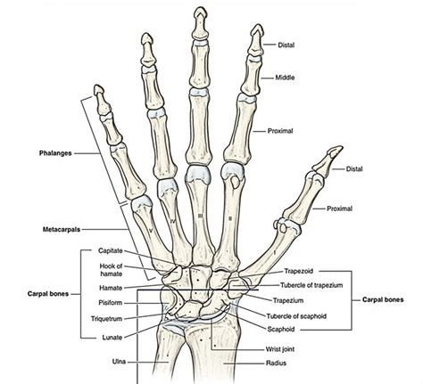 Capitate Bone – Structure and Functions – Earth's Lab