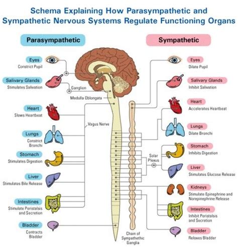 neuroscience and yoga yoga | Autonomic nervous system, Nervous system ...