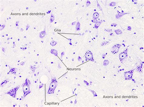 Medulla Spinalis Histology