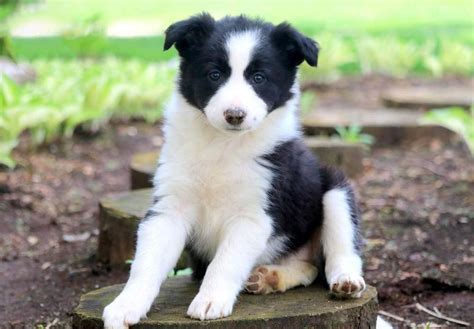 Australian Border Collie Puppies