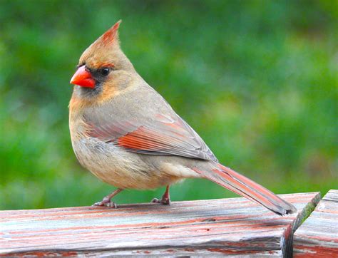 Female Cardinal | Cardinal birds, Female cardinal photo, Bird photo