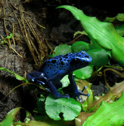 Dendrobates tinctorius ‘azureus’: BLUE DART FROG | Phelsuma Farm