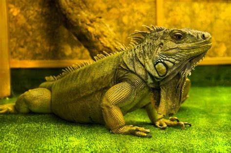 Types of Iguanas for Reptile Keepers - Reptile Advisor