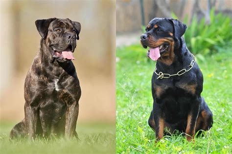 Rotticorso (Cane Corso & Rottweiler Mix) Info, Pictures, Facts, FAQs & More