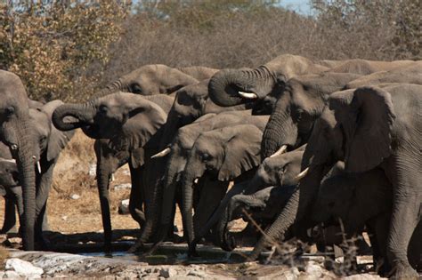 3 Etosha camps and why they’re all worth a visit - Roxanne Reid ...