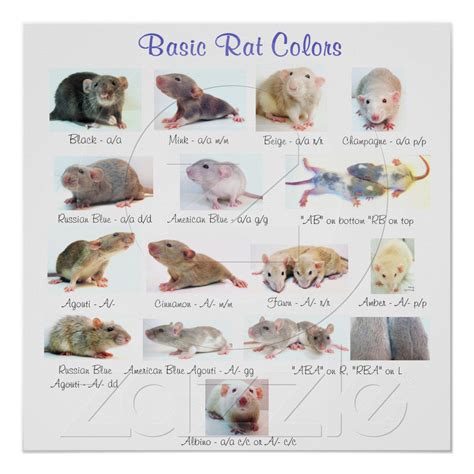 Basic Rat Colors. My girls are fawn, according to the rat rescue where ...