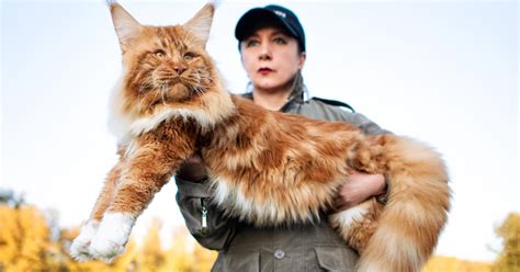 9 Facts About Maine Coons, the Gentle Giants of the Cat World