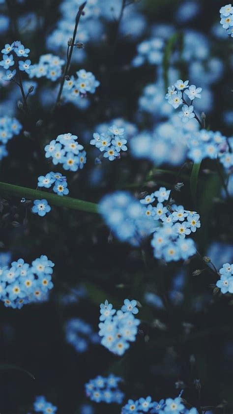 Blue Aesthetic, Blue Adorable Flowers HD phone wallpaper | Pxfuel