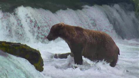 Brown Bear Cam - Brooks Falls in Katmai National Park | Explore.org