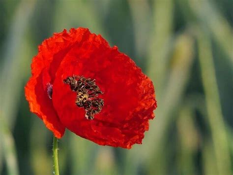 Poppy Flower Meaning and Symbolism - Symbol Sage