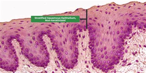 Difference Between Keratinized and Non-Keratinized Epithelium ...