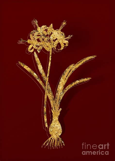 Gold Guernsey Lily Botanical Illustration on Red Mixed Media by Holy ...