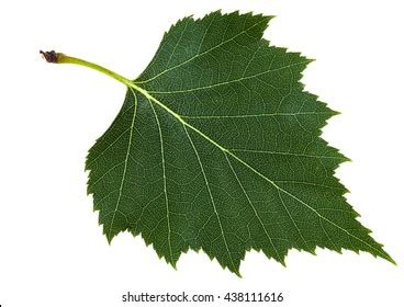 255,291 Birch Tree Leaf Images, Stock Photos & Vectors | Shutterstock