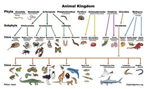 Classification of Living Things