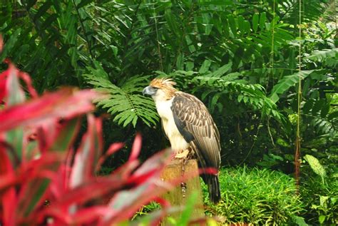 Backpacking Pilipinas: Inside the Philippine Eagle Center in Davao City